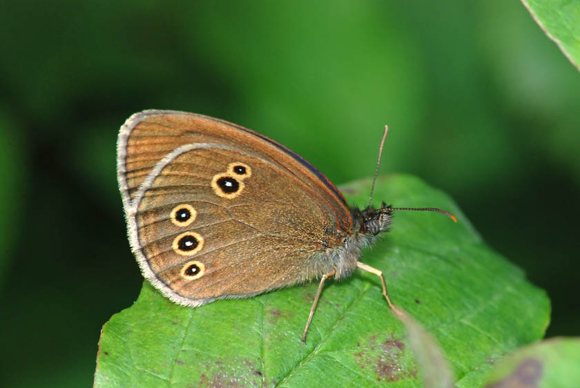 Aphantopus hyperantus del Vicentino